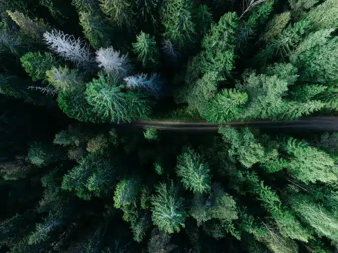 Forêt durable