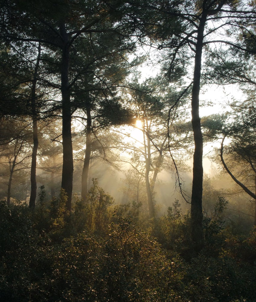 Forêt avec lever de soleil